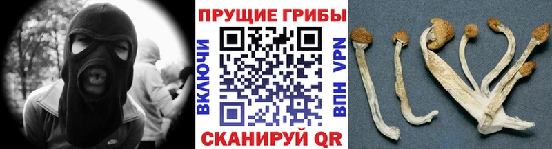Купить  Майский  Галлюциногенные грибы мухоморы 